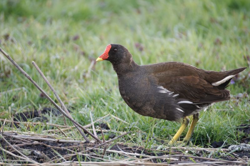 Waterhoen / Common Moorhen