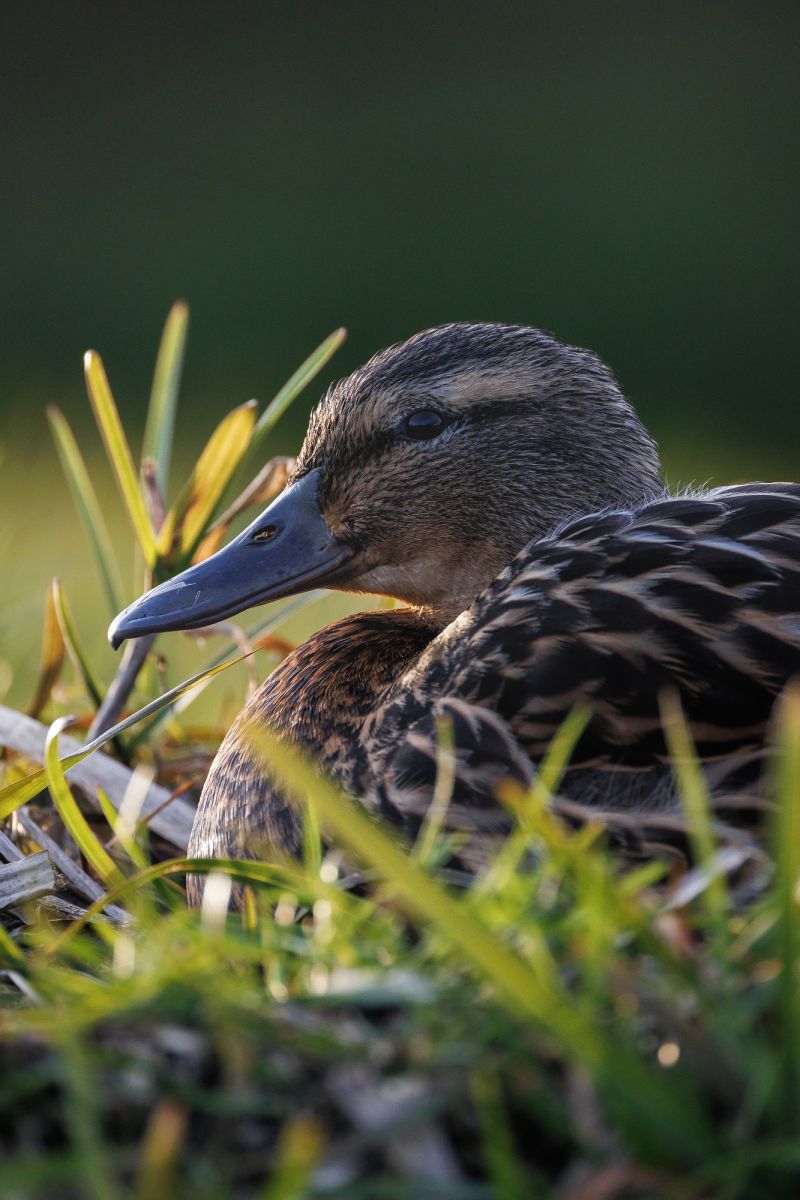 Wilde Eend / Mallard