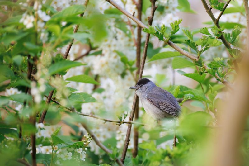 Zwartkop / Eurasian Blackcap