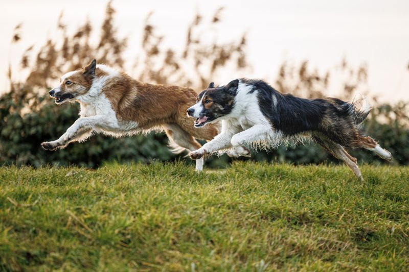 Running Doggoes