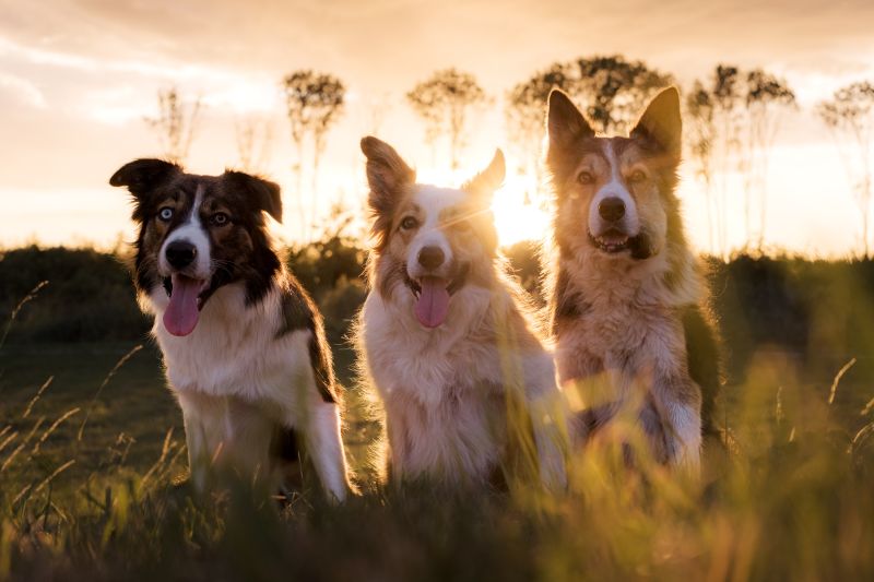 The Gang