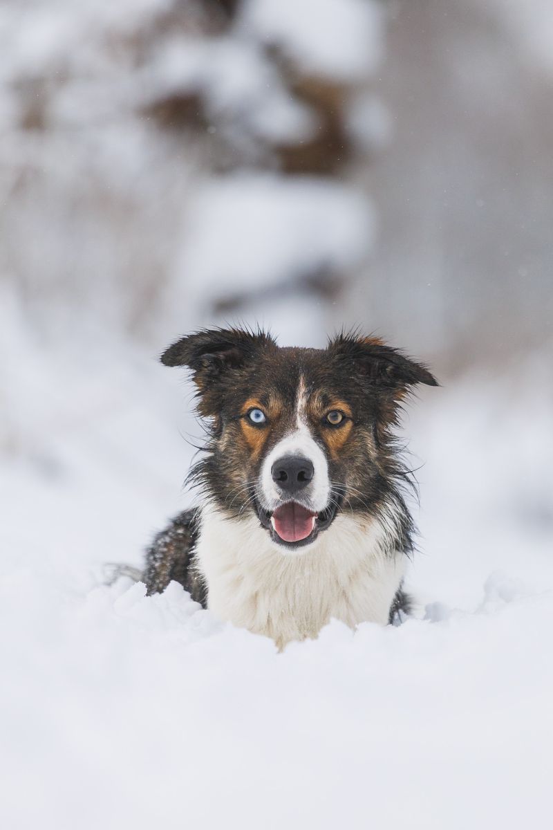 Viggo In The Snow