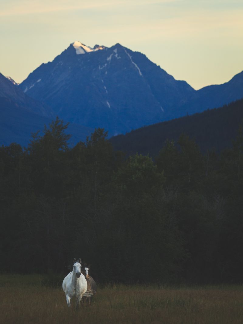 Mountain Horse