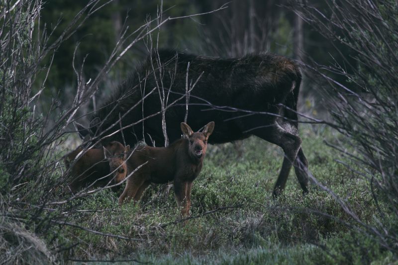 Baby Mooses