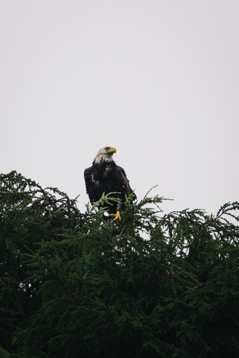 Bald Eagle