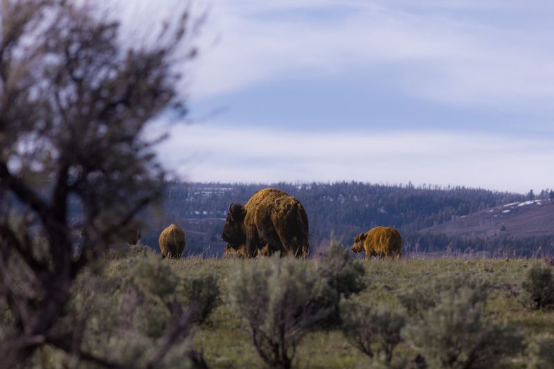 Bison