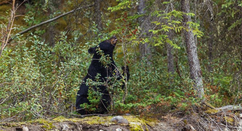 Black Bear