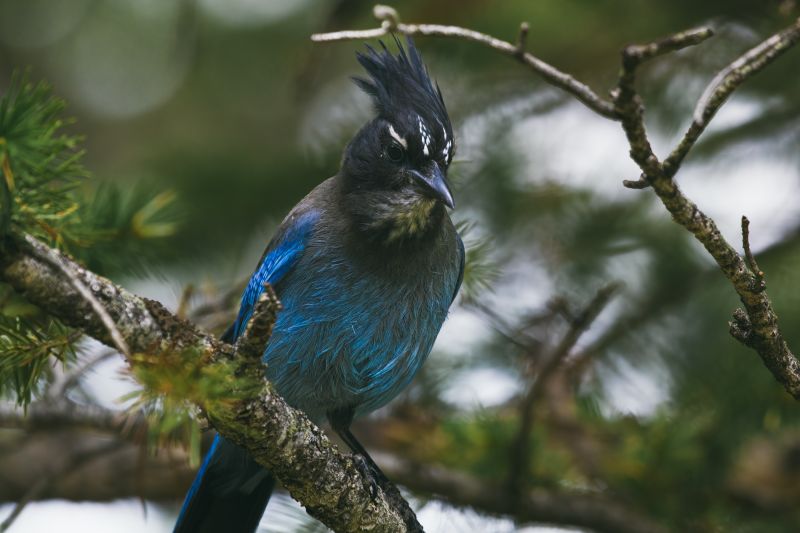 Bluejay