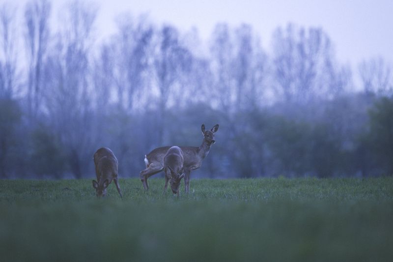 Deer