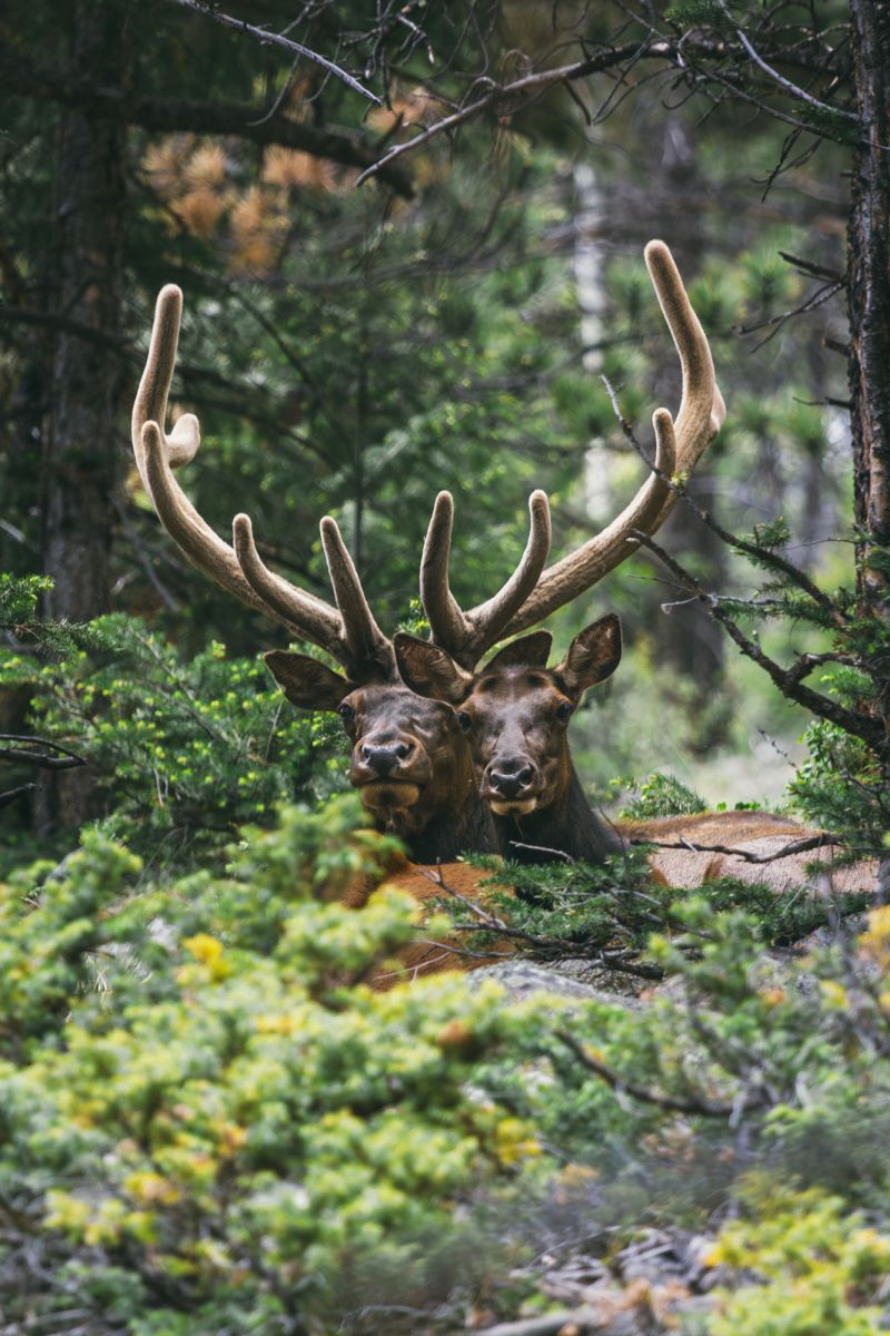 Elk