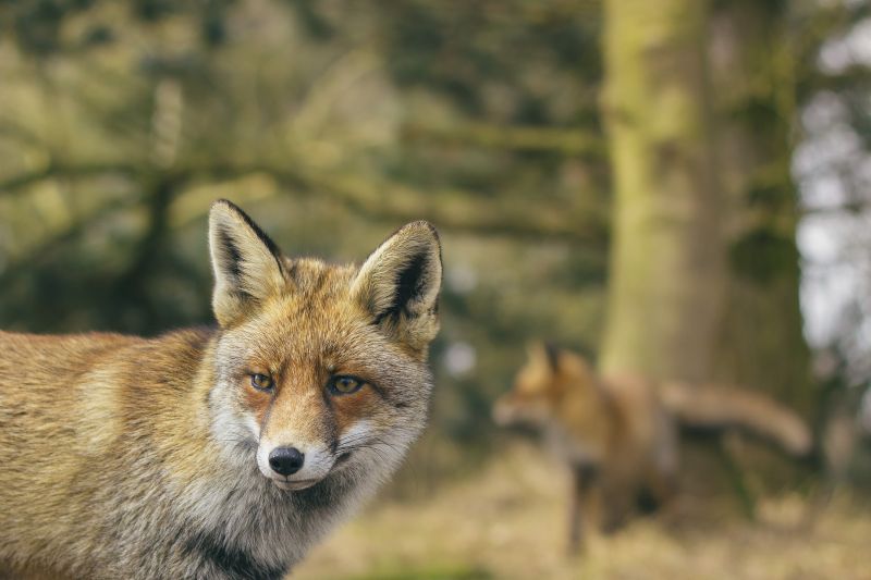 Foxes