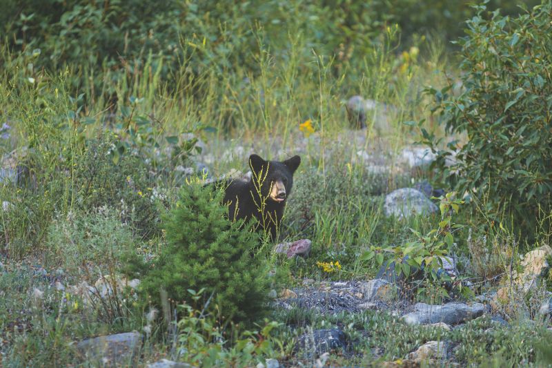 Little Bear