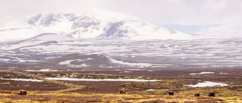 Musk Oxes