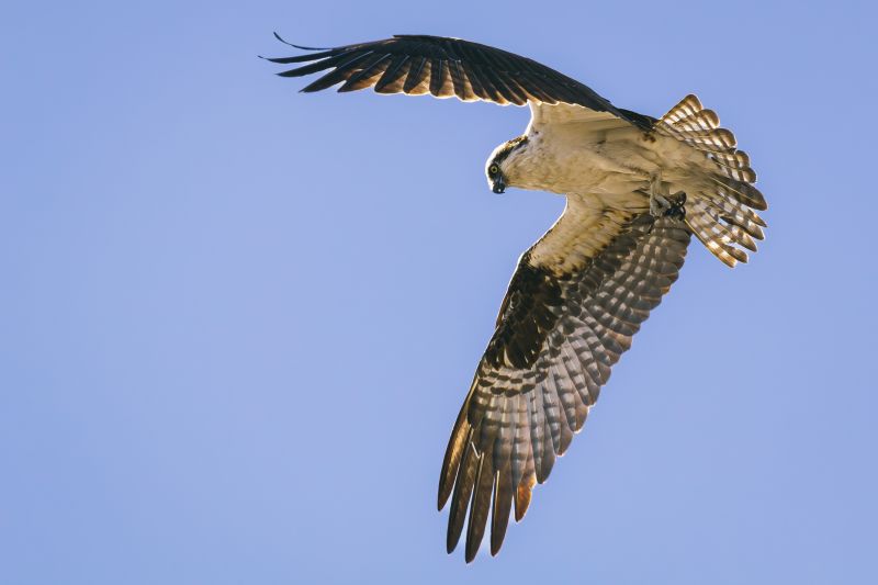 Osprey