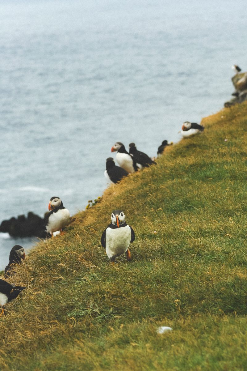 Puffin