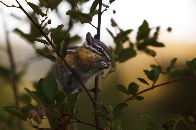 Squirrel