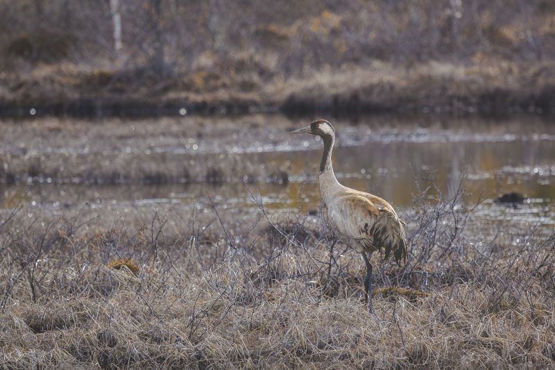 The Crane