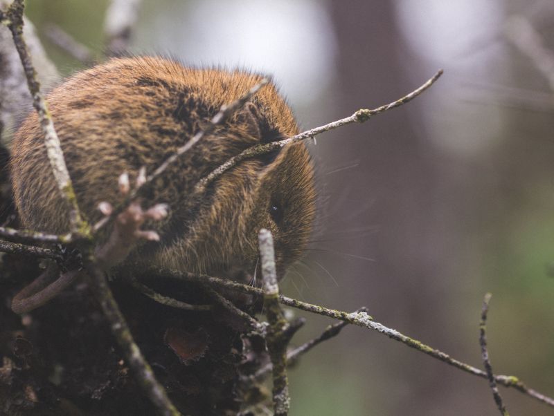 Woelmuis